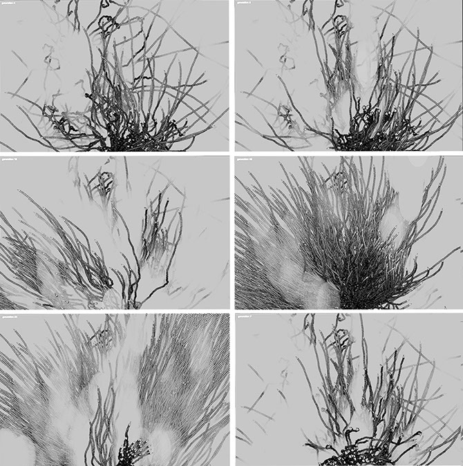 genetic_landscapes_series_1